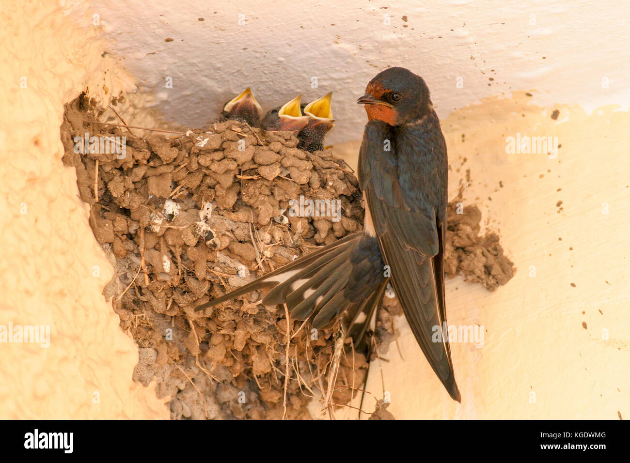 Barn swallow (Hirundo rustica) vicino al suo nido, tre giovani creature con bocche aperte chiedendo cibo. una coppia di allevamento di rondini costruisce un nido da Foto Stock
