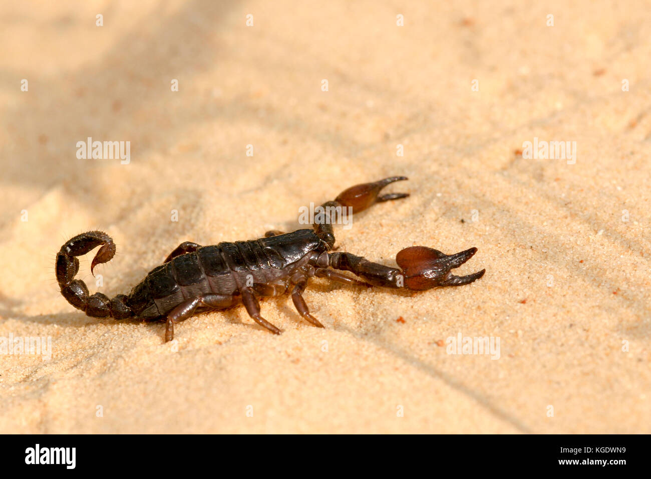 Israeliano scorpione nero (scorpio maurus fuscus) su una duna di sabbia fotografato in Israele in estate settembre Foto Stock