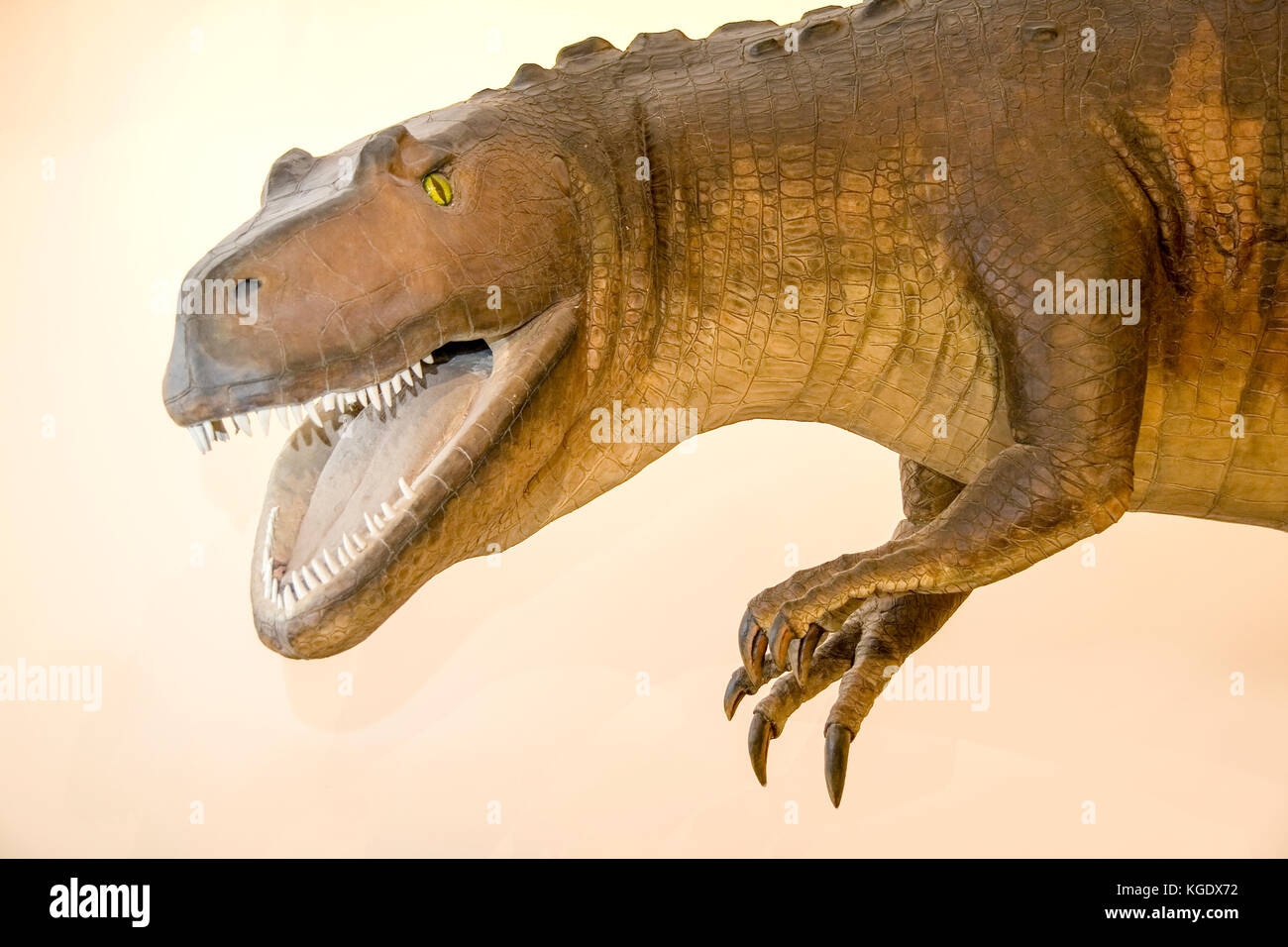 Lincoln nebraska ne usa nebraska museo di storia naturale presso l Università del Nebraska un display di un comune carnosaur Foto Stock