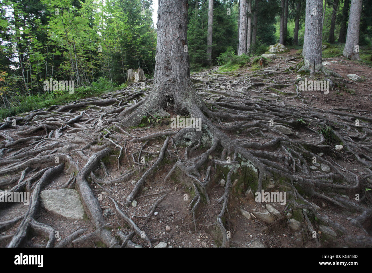 Alberi di pino e collegato da centinaia di radici sul terreno nella foresta alpina sul tour di mont blanc rotta nelle Alpi in Francia Foto Stock