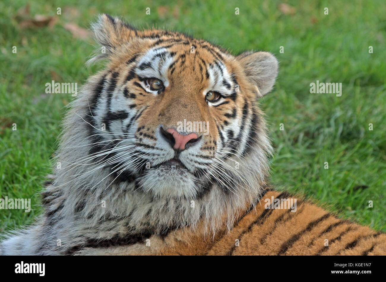 O di amur tigre siberiana panthera tigris altaica captive Foto Stock
