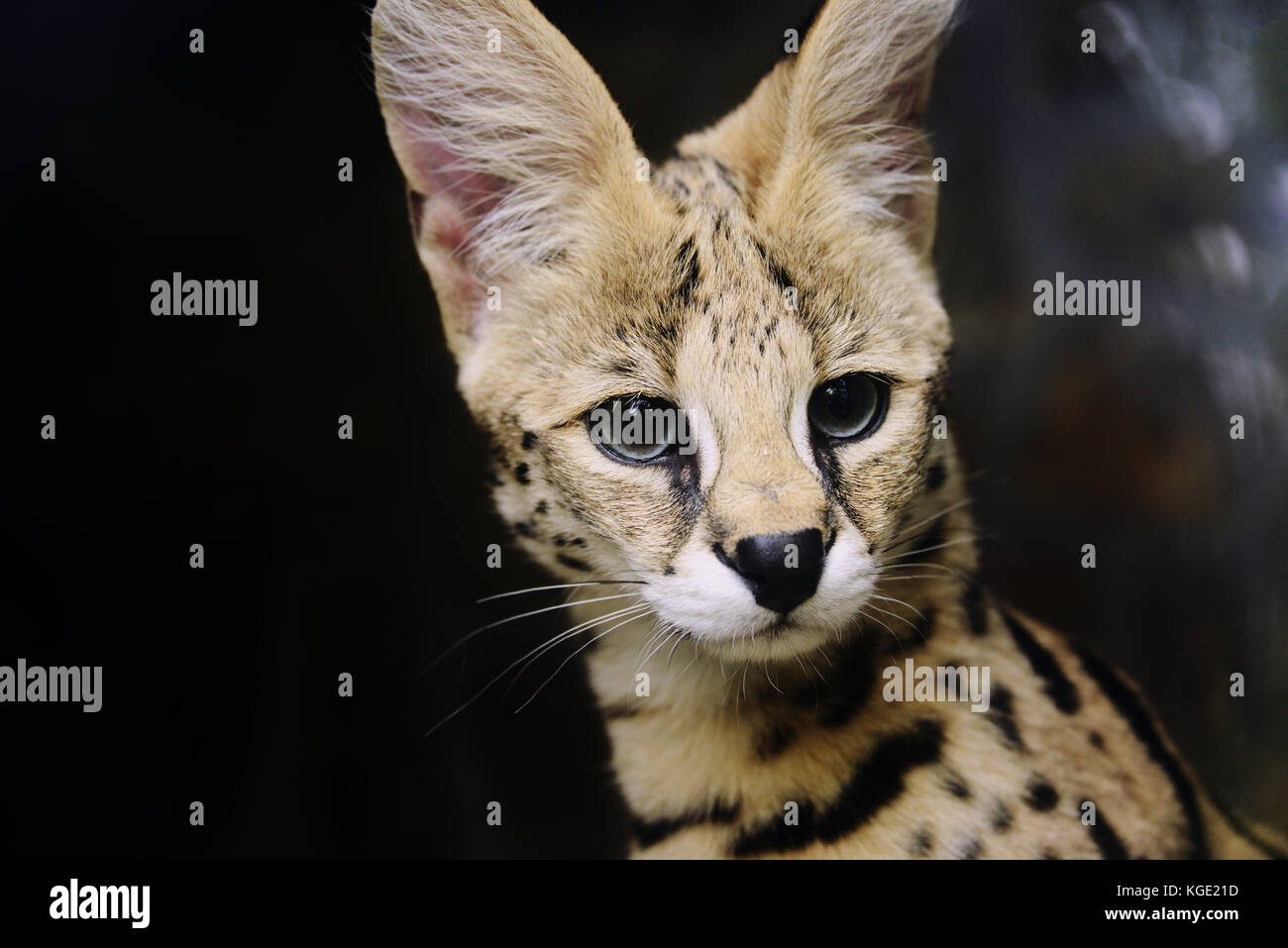 Serval Foto Stock