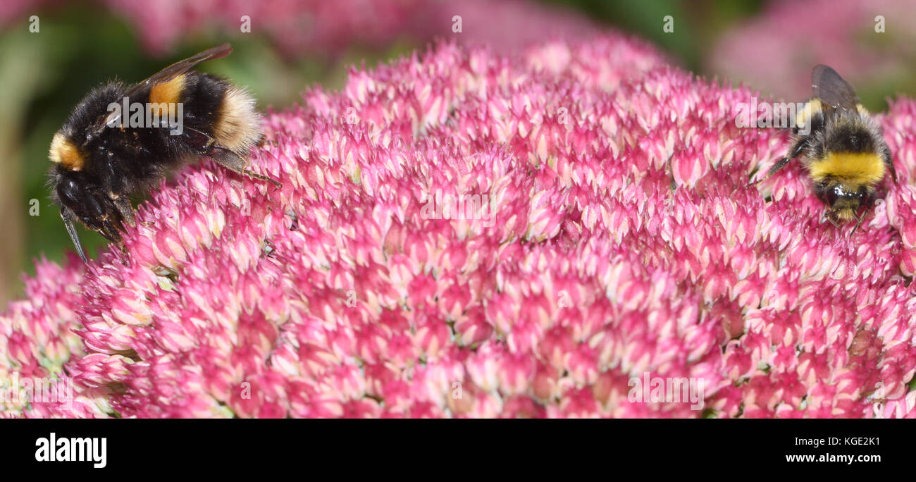 Un lavoratore e una regina Buff-tailed Bumblebee (Bombus terrestris) su un Sedum fiore spectable testa. La regina è la più grande delle api e la differenza di dimensione Foto Stock