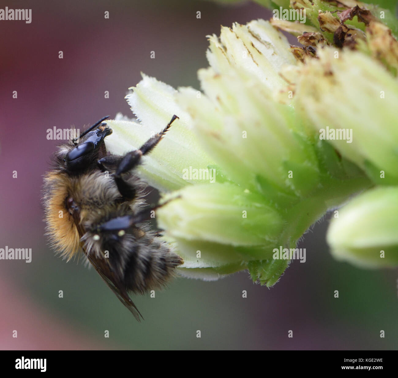 Una carda comune Bee (Bombus pascuorum) foraggio su un semprevivo (Sempervivum specie) fiore. Bedgebury Forest, Kent, Regno Unito. Foto Stock