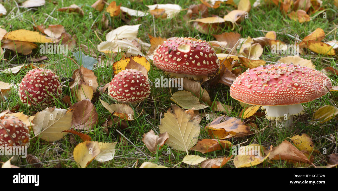 Fly agaric (amanita muscaria) toadstools tra stoppino caduti birch (Betula pendula) le foglie in autunno. Bedgebury Forest, Kent. Regno Unito. Foto Stock