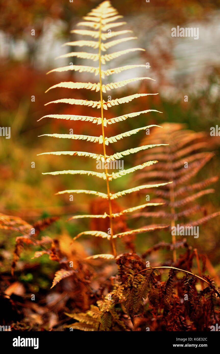 Autunno colori foglia di felce Foto Stock