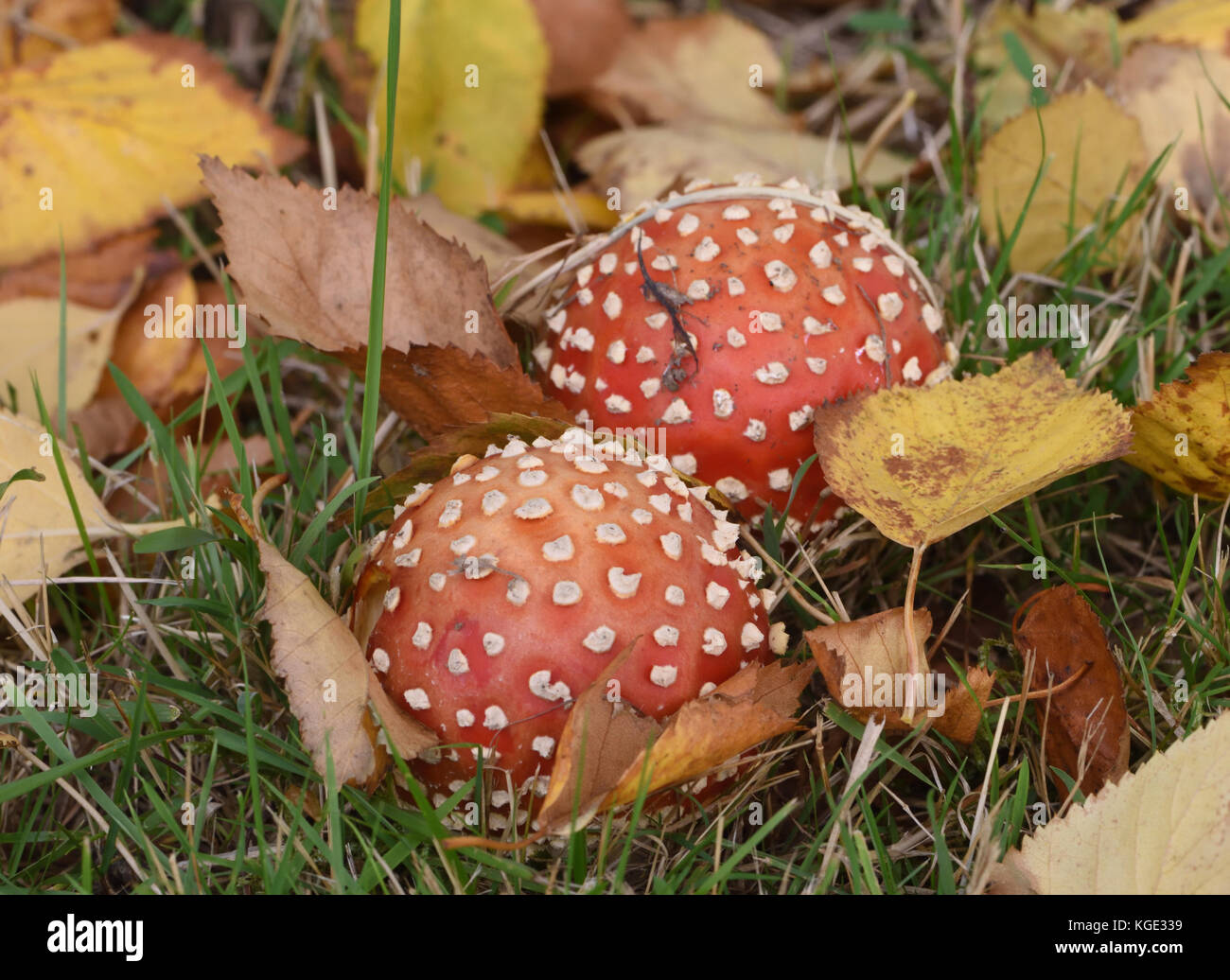 Fly agaric (amanita muscaria) toadstools tra stoppino caduti birch (Betula pendula) le foglie in autunno. Bedgebury Forest, Kent. Regno Unito. Foto Stock