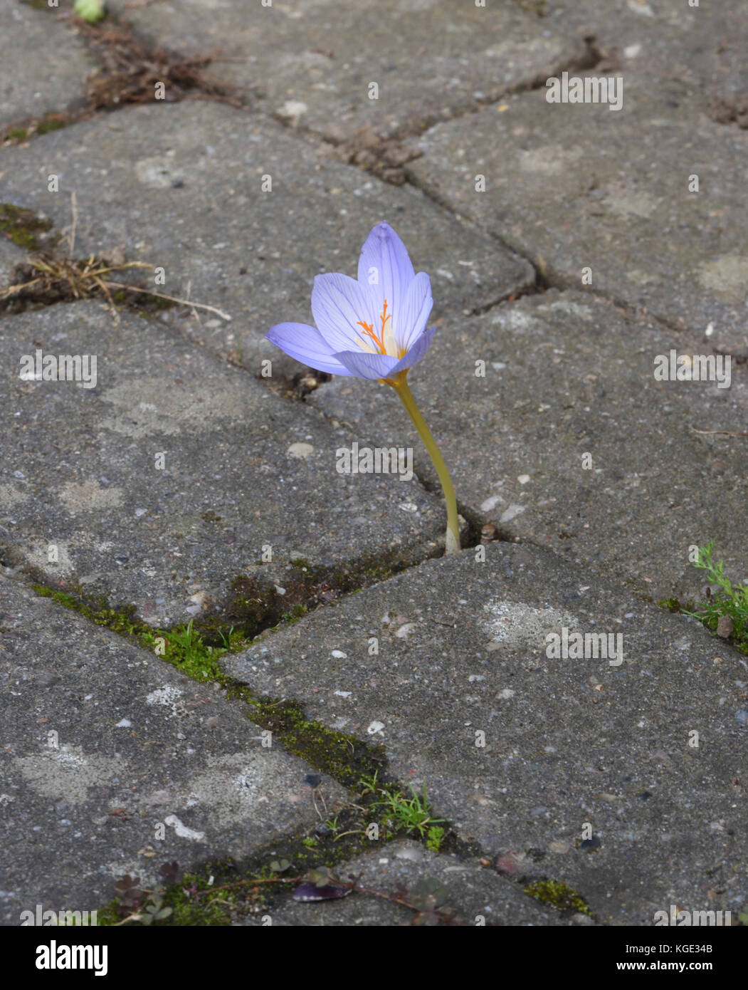 Una fioritura autunnale fiore Crocus costringe la sua strada attraverso la pavimentazione in mattoni. Bedgebury Forest, Kent, Inghilterra. Regno Unito. Foto Stock