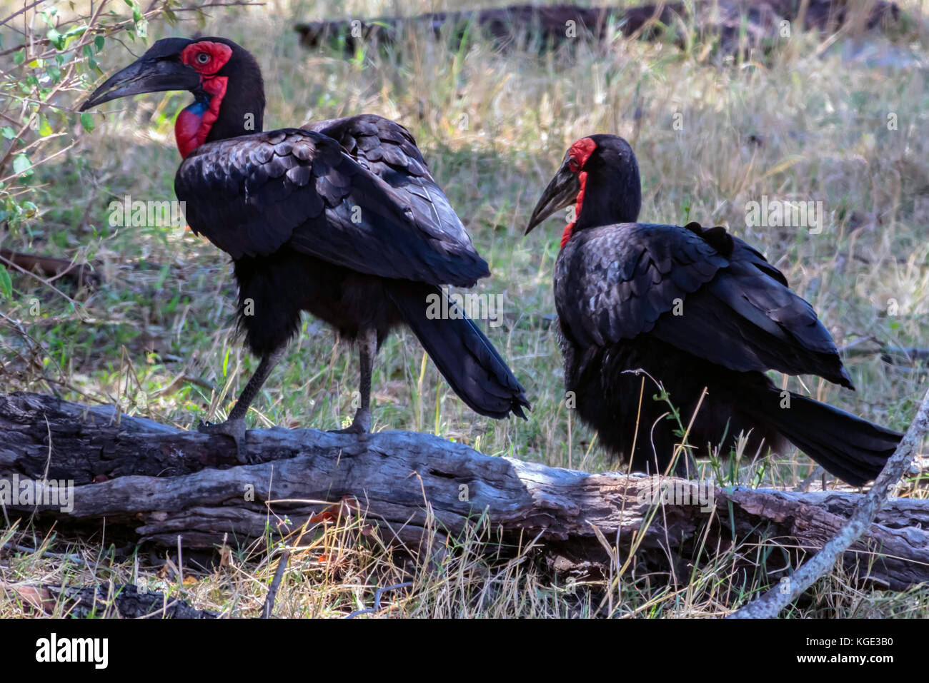 Due terra meridionale Hornbills, luminoso con contrassegni di colore rosso attorno agli occhi e al collo, in piedi su un registro a metà giorno ombra. Serengeti tanzaniano, 2017 Foto Stock