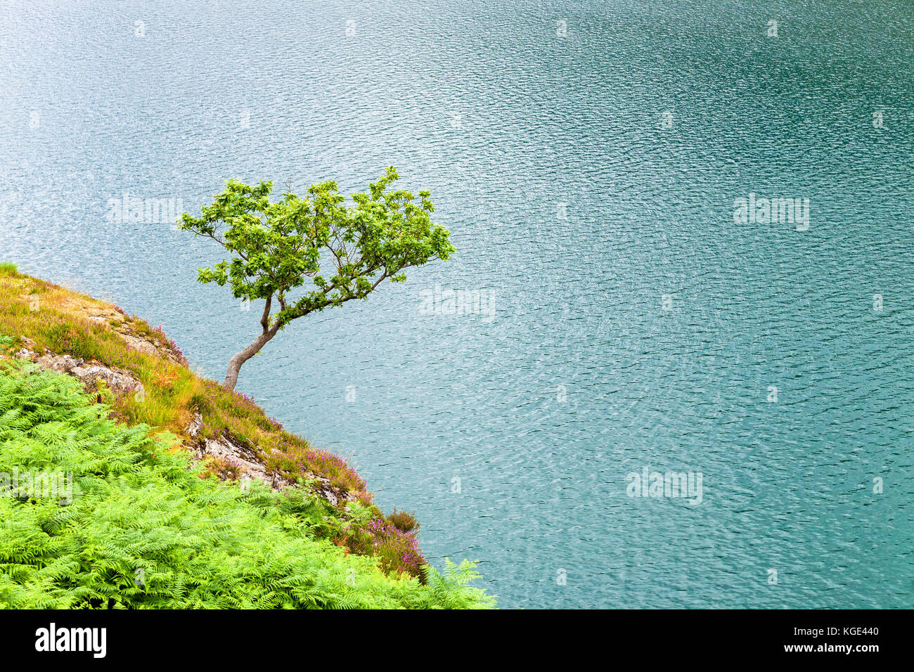 Piccolo albero solitario su roccia sulla superficie dell'acqua del lago di Llyn Peris, Galles, Gran Bretagna. Natura minimalista tema. Foto Stock