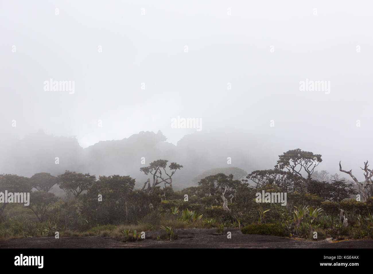 Trekking Monte Roraima Venezuela Sud America Foto Stock