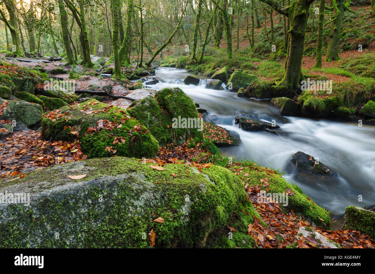 Il fiume fowey in flusso completo a golitha falls in oriente Cornovaglia Foto Stock