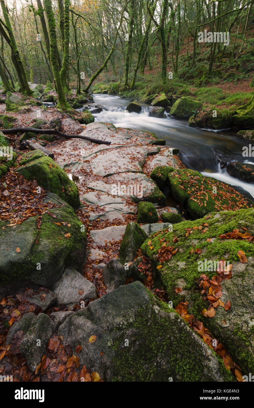 Autunno in scena al golitha falls in oriente Cornovaglia Foto Stock