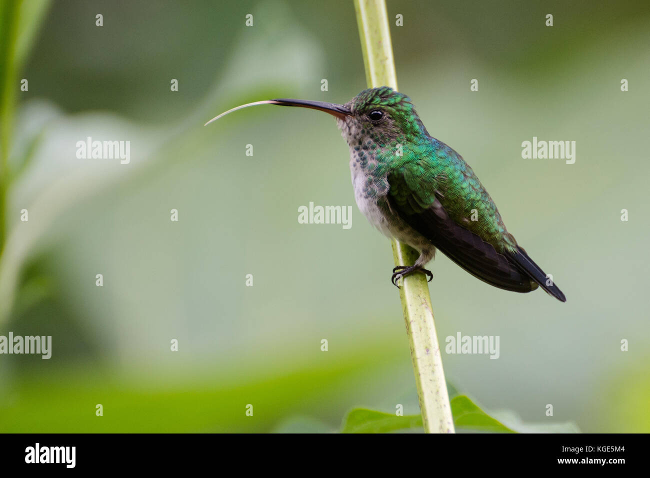 Un colibrì posatoi e mostra la sua lunga e suggestiva la linguetta che si utilizza per alimentare il nettare dei fiori. Foto Stock