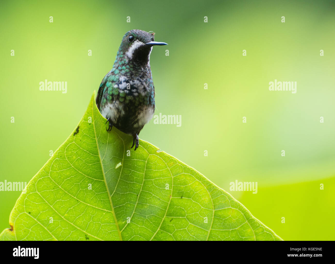 Un piccolo verde thorntail Colibrì è così leggero che può pesce persico sul bordo di una foglia. Foto Stock