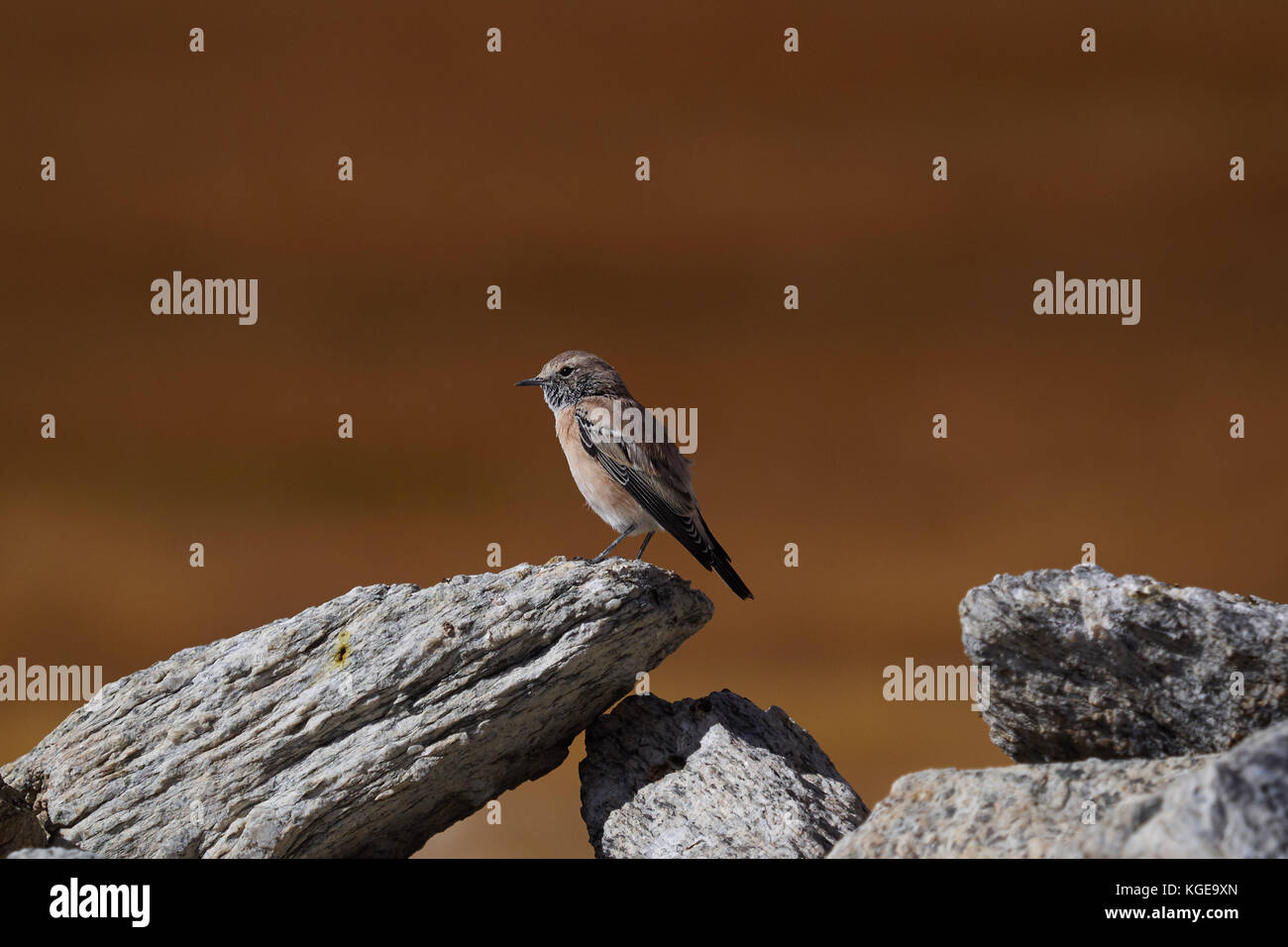 Un piccolo uccello sparrow si siede sul bordo di una pietra grigia su uno sfondo di colore marrone. Foto Stock
