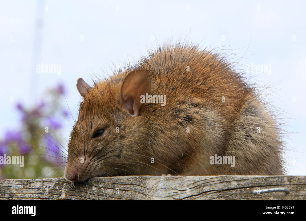 Un Bush australiano Rat in una recinzione Foto Stock