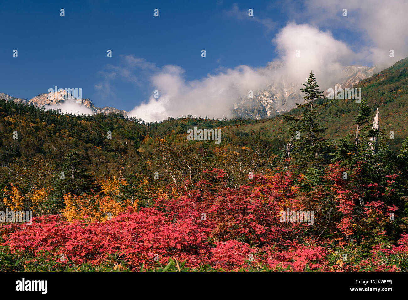 Sorbus commixta con fogliame di autunno Foto Stock