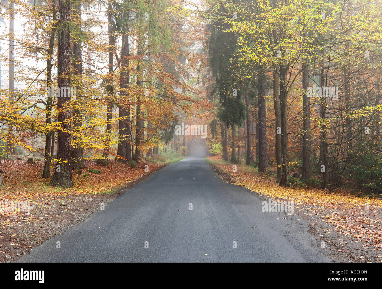 Svuotare strada asfaltata da un bosco d'autunno Foto Stock