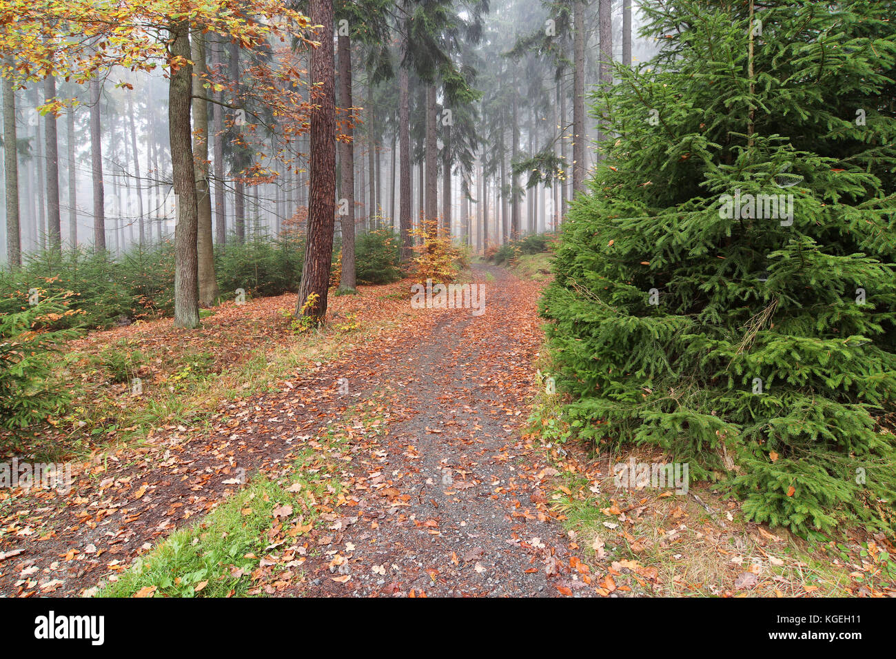 Percorso di foresta in autunno Bosco nebbioso Foto Stock