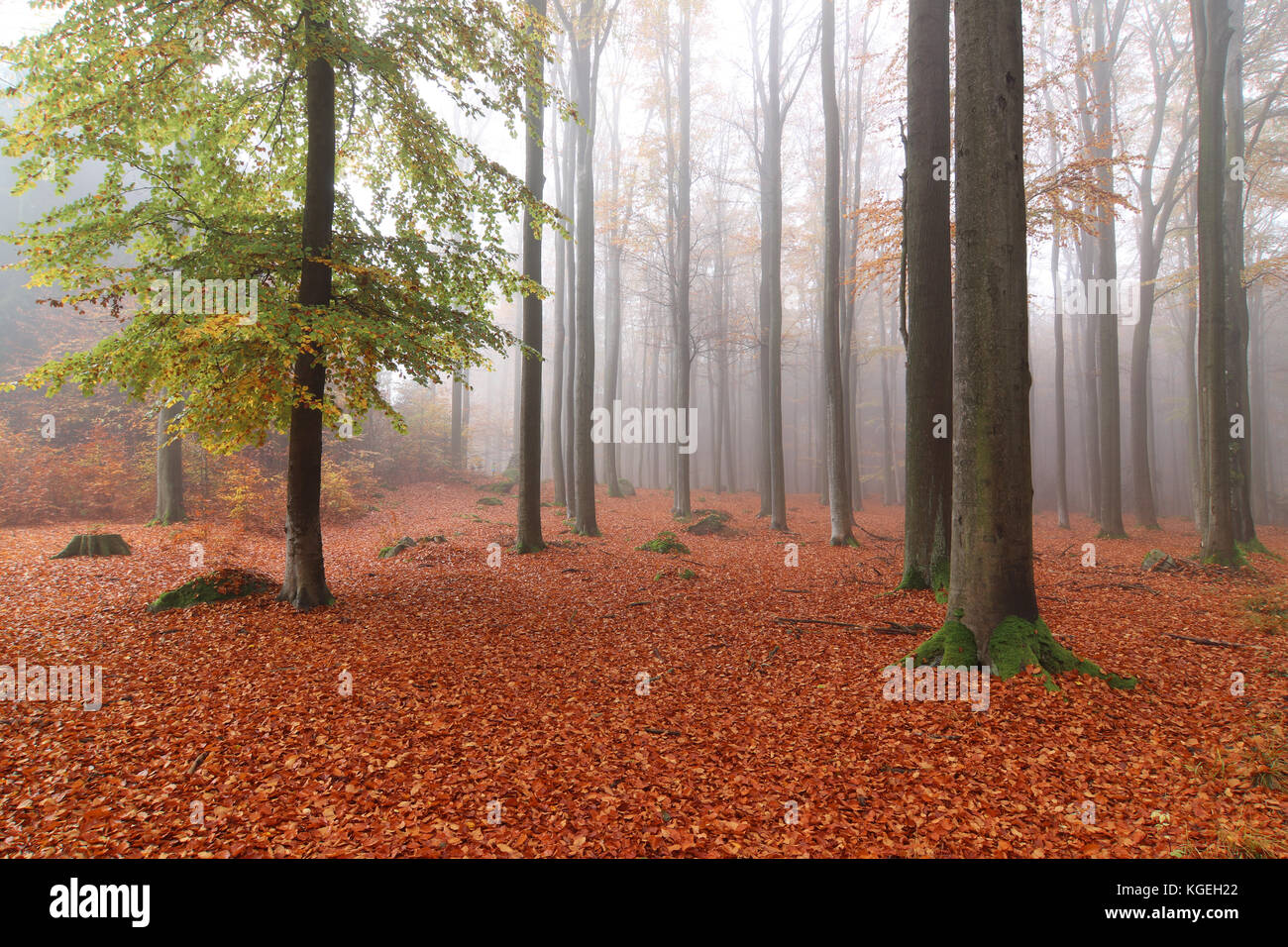 Legno di faggio voderady - grande foresta di faggio con specie rare di animali e piante, Praga-quartiere est, centrale regione boema, Repubblica ceca Foto Stock