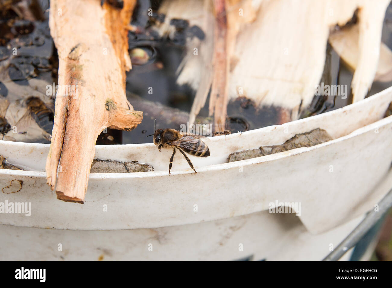 Api laboriose, vista ravvicinata della Api di lavoro. le api da vicino che mostra alcuni animali di acqua potabile. Foto Stock