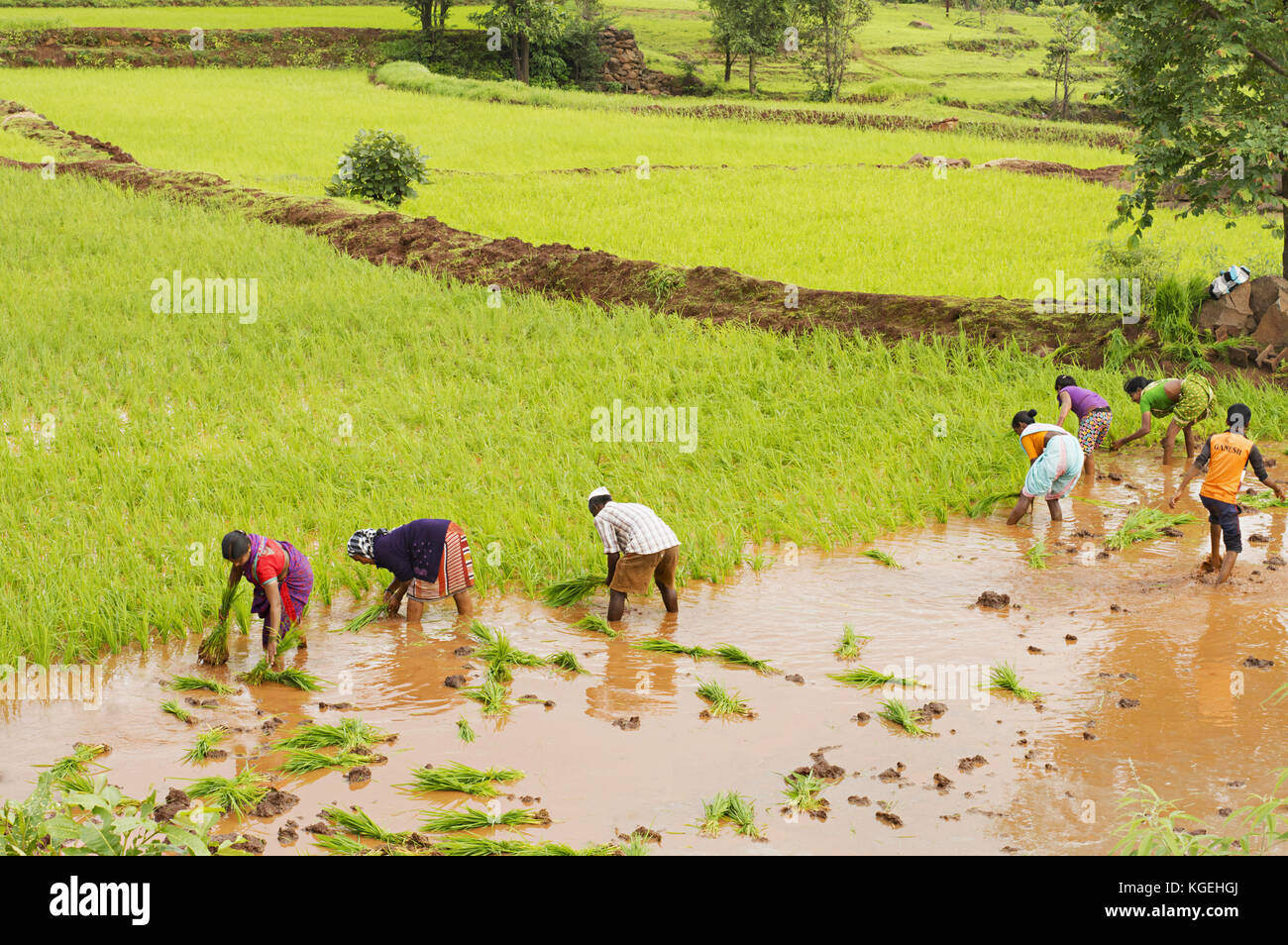 Gli agricoltori di piantare il riso alberelli vicino bhor di Pune, Maharashtra Foto Stock