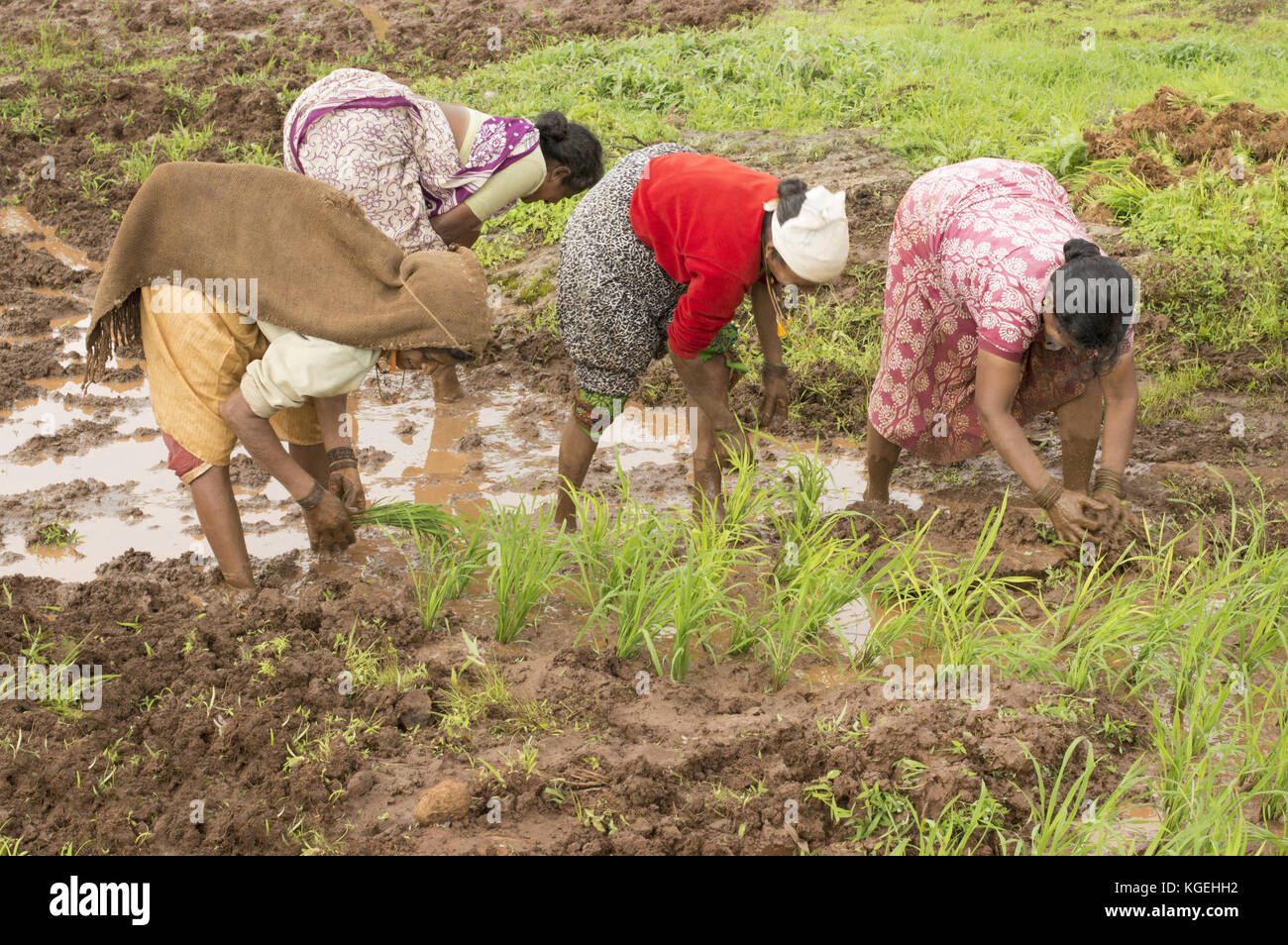 Le donne indiane di piantare il riso alberelli vicino varandhaghat di Pune, Maharashtra Foto Stock