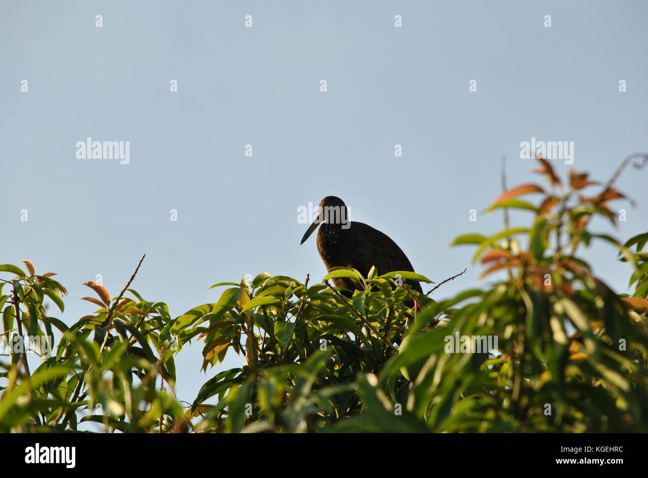 Hudsonian godwit bird Foto Stock