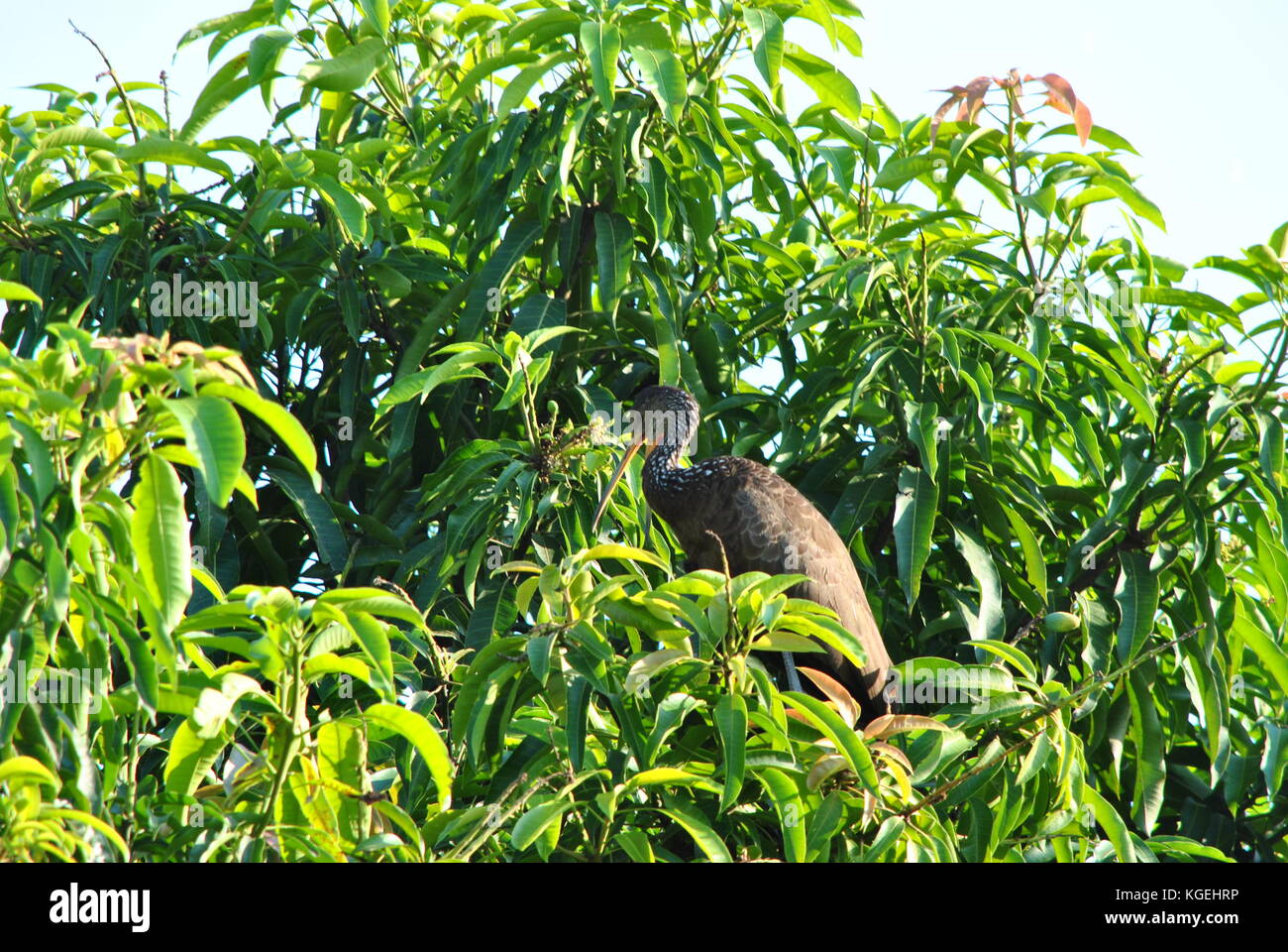 Hudsonian godwit bird Foto Stock