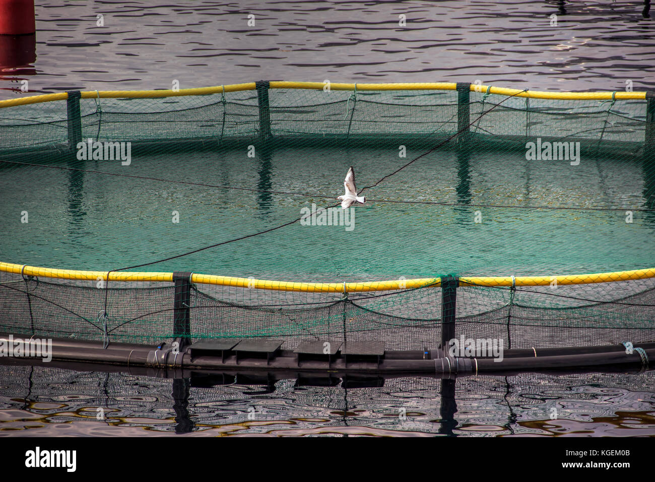 Baia di Kotor, Montenegro - un gabbiano volare sopra il galleggiamento vivai di pesci Foto Stock