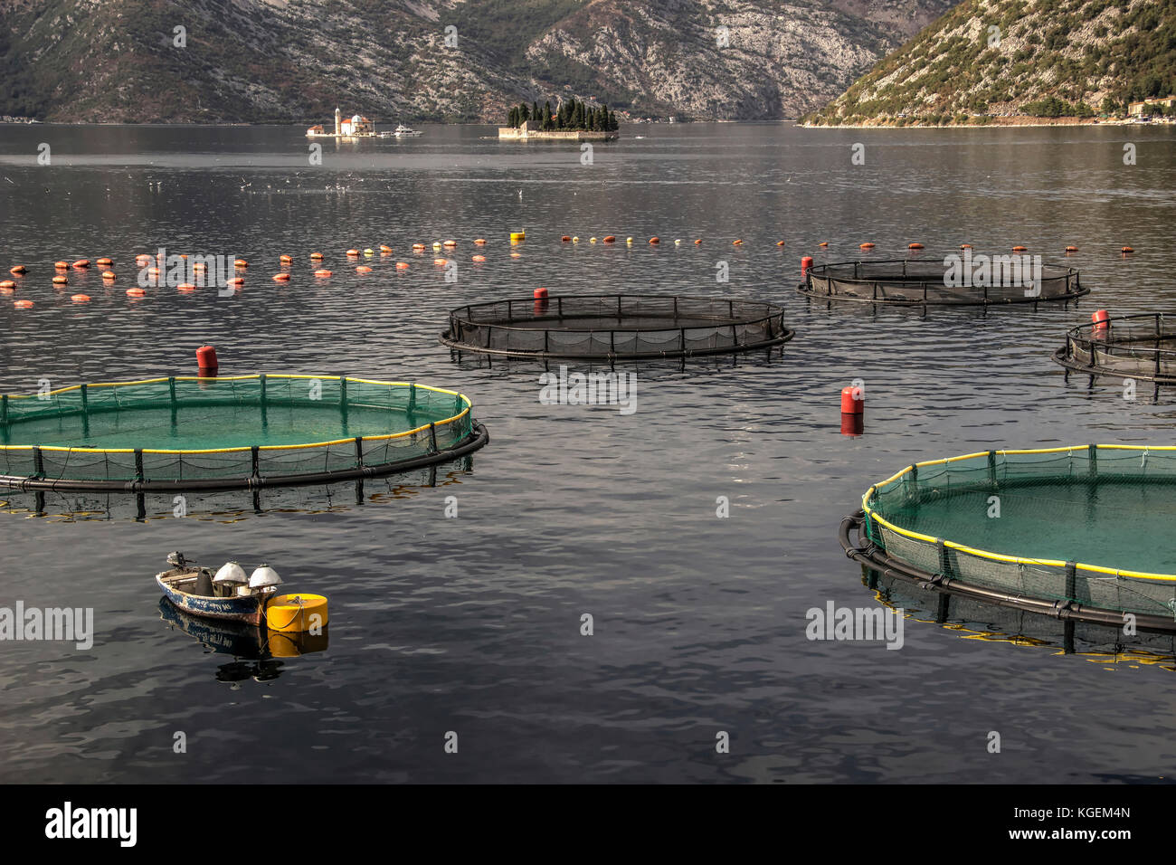 Baia di Kotor, Montenegro - Floating vivai di pesci Foto Stock