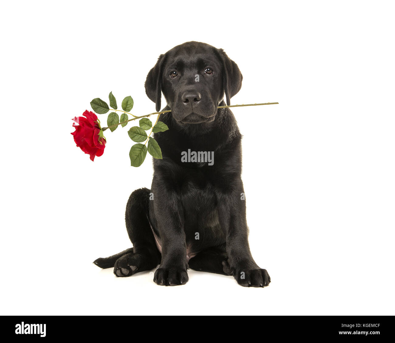 I giovani adulti black labrador retriever seduta tenendo una rosa rossa nella sua bocca isolato su uno sfondo bianco Foto Stock