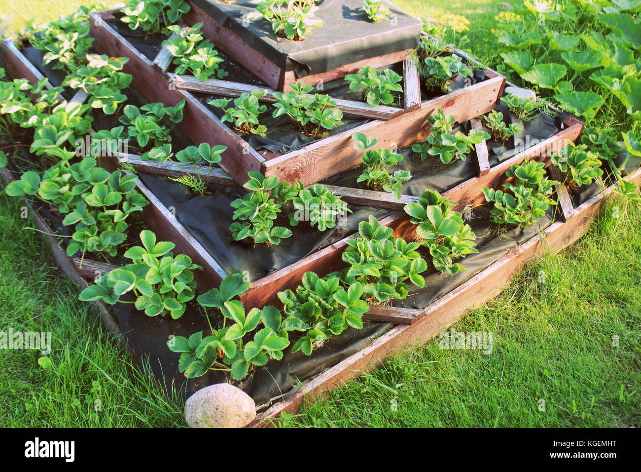 Le fragole crescono nel giardino rialzato. Piramide giardino rialzato Foto Stock