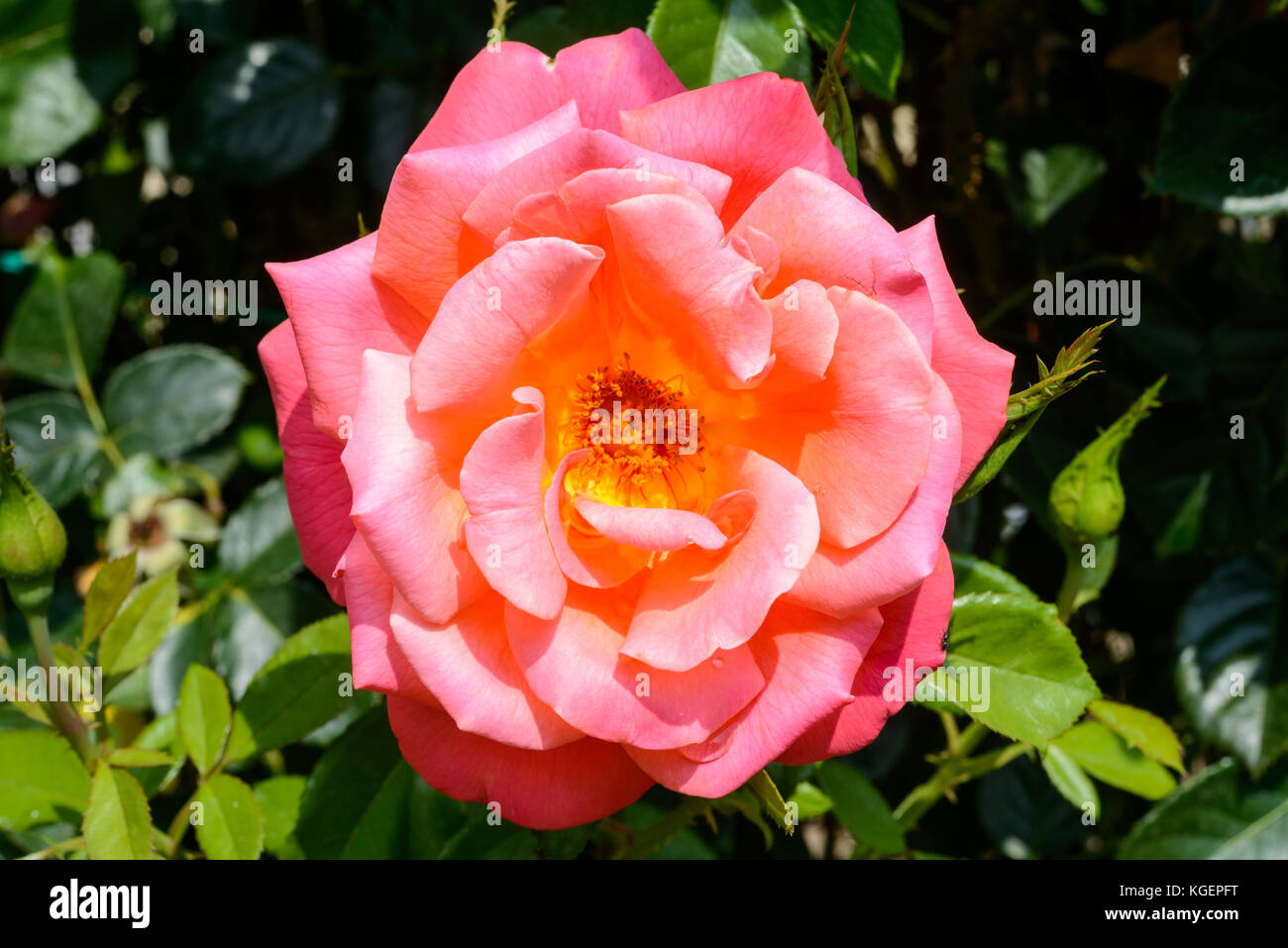 Una rosa rosa in fiore in giardino Foto Stock