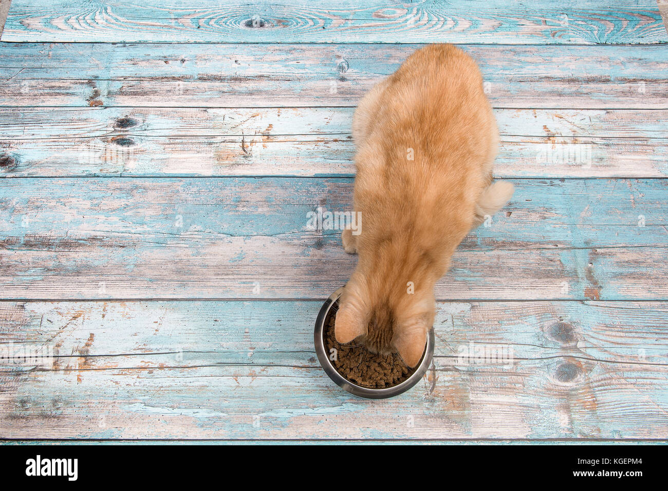 Gatto rosso visto da sopra eating kibble sul blu di un pavimento in legno Foto Stock