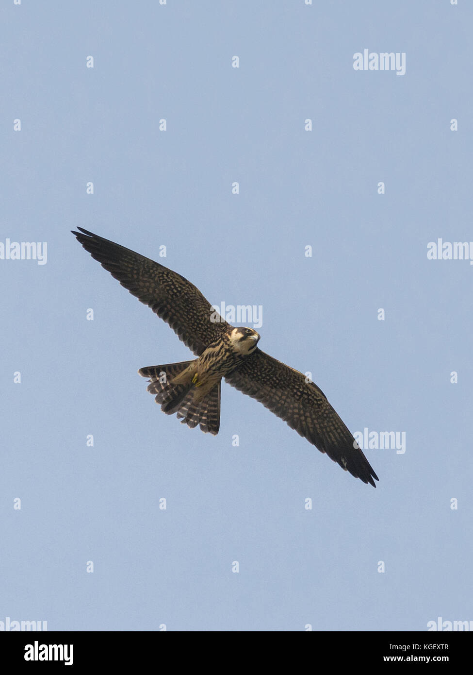 Eurasian Hobby (Falco Subbuteo®) Foto Stock