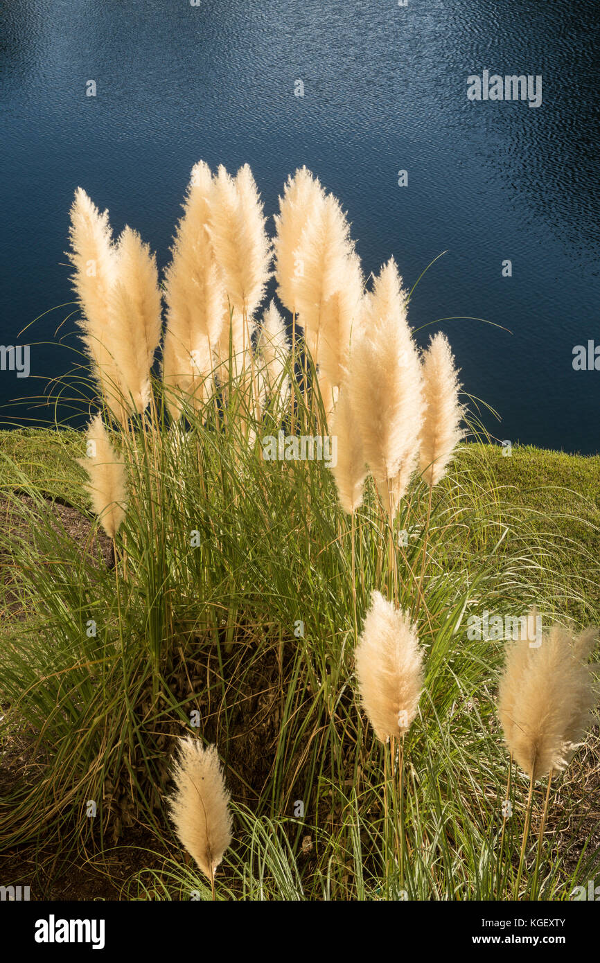 White pampas erba Foto Stock
