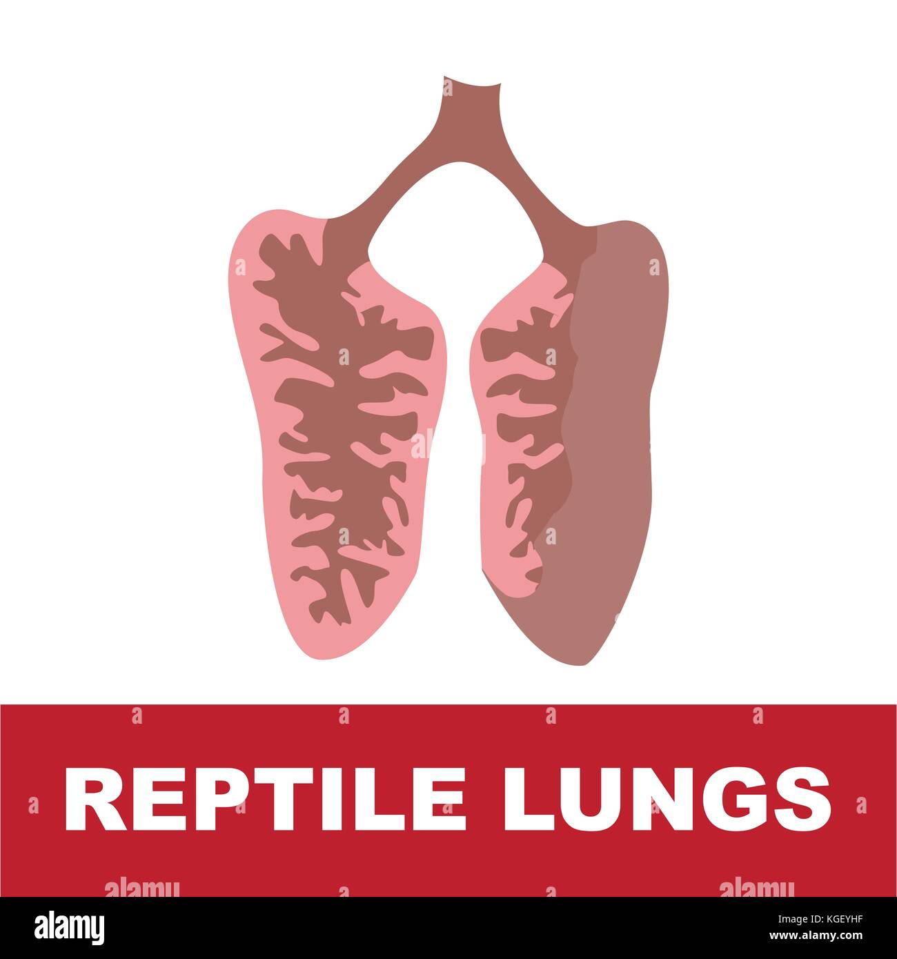 Illustrazione vettoriale di rettile polmoni isolati su bianco con descrizione su sfondo rosso Illustrazione Vettoriale