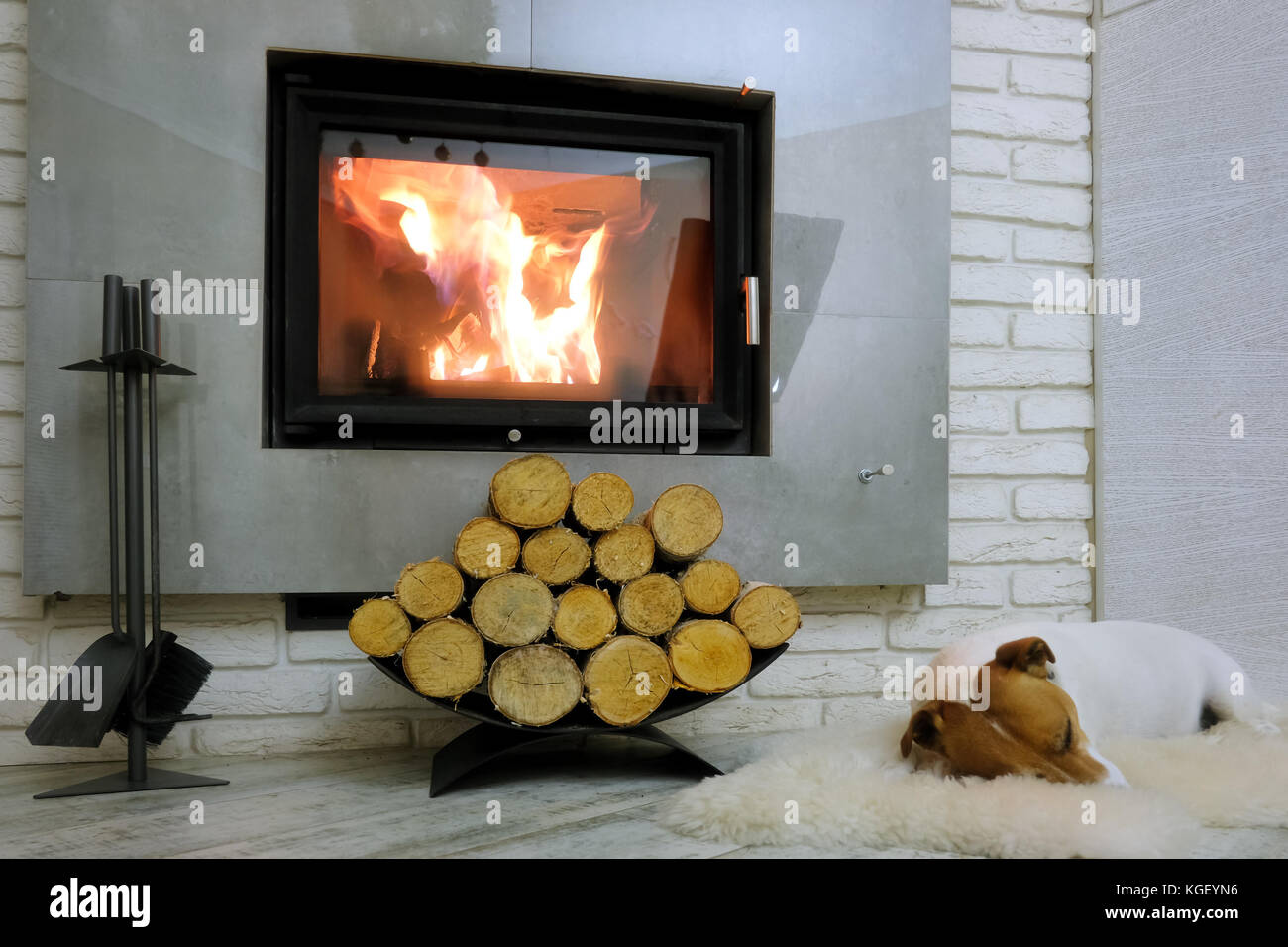 Jack Russel terrier Foto Stock