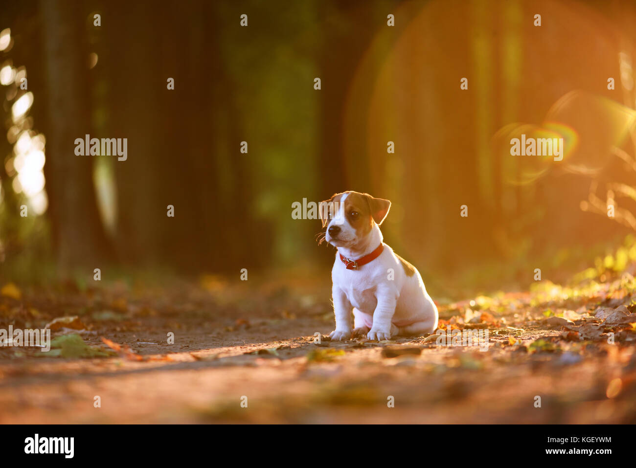Jack Russel cucciolo sul vicolo di autunno Foto Stock