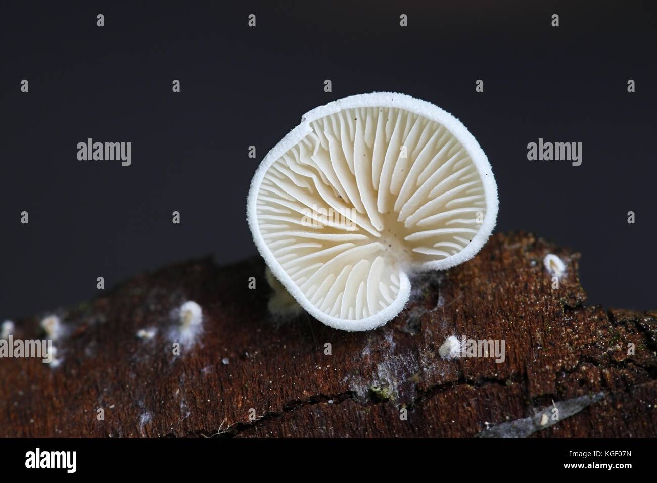 Sfuggente agaric fungo, versutus crepidotus Foto Stock