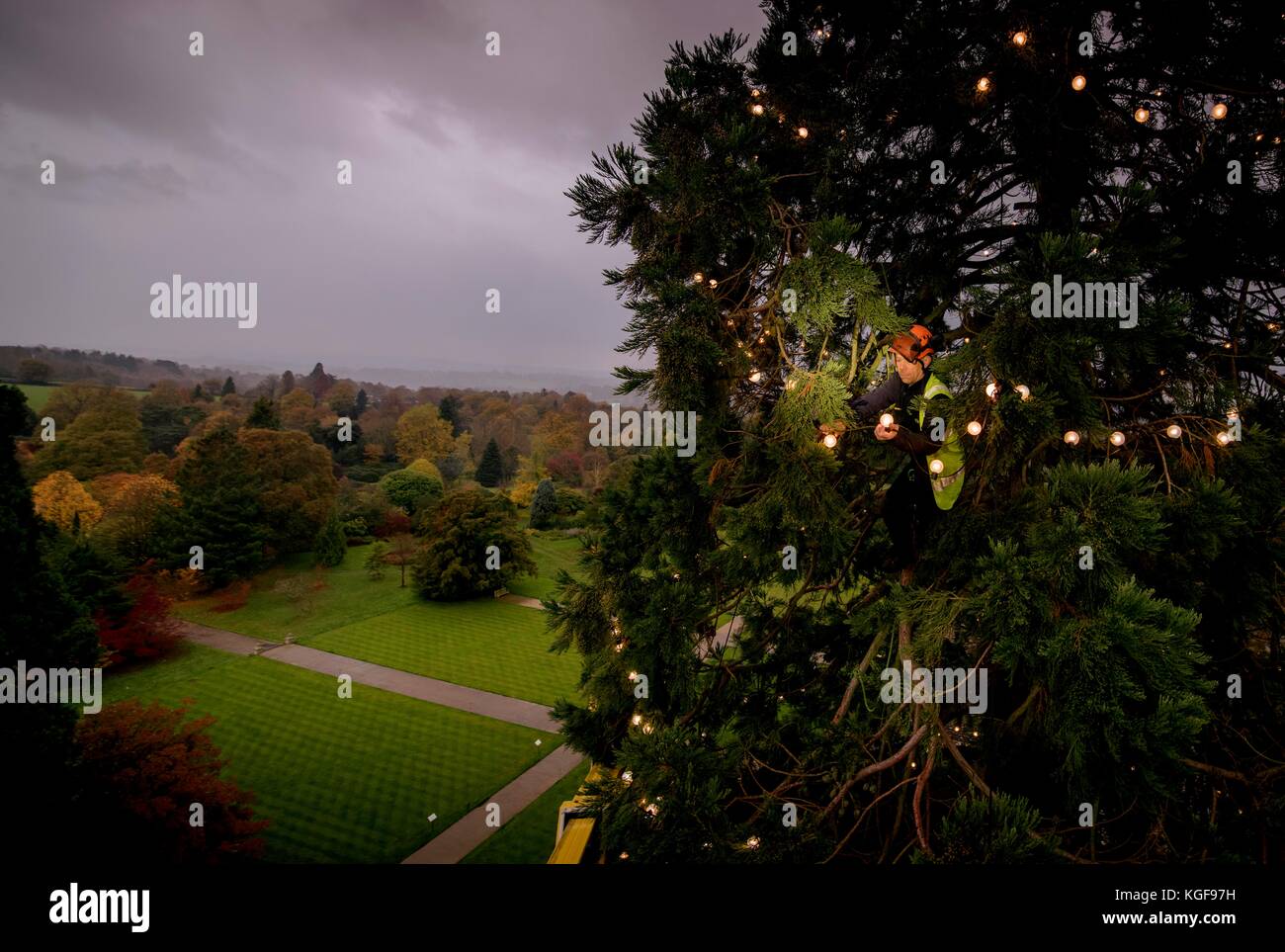 Wakehurst, West Sussex, Regno Unito. 7 Novembre, 2017. Wakehurst, Kew Giardino Botanico in West Sussex è decorare il suo gigantesco albero di Natale per il venticinquesimo anno consecutivo. Arborists e personale orticola ha iniziato la mattina presto per adornare l'albero con 1800 luci LED. Ci sono voluti sette ore per completare l'attività. La Sequoia gigante, che è il più alto Living Christmas tree in Inghilterra è ora a 37 metri di altezza. Credito: Jim Holden/Alamy Live News Foto Stock