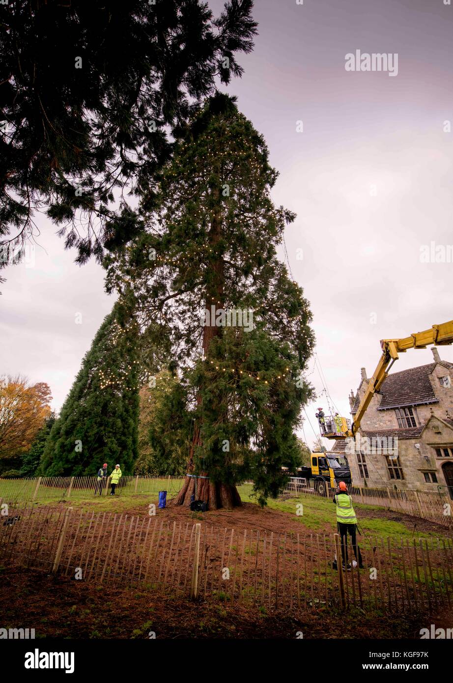 Wakehurst, West Sussex, Regno Unito. 7 Novembre, 2017. Wakehurst, Kew Giardino Botanico in West Sussex è decorare il suo gigantesco albero di Natale per il venticinquesimo anno consecutivo. Arborists e personale orticola ha iniziato la mattina presto per adornare l'albero con 1800 luci LED. Ci sono voluti sette ore per completare l'attività. La Sequoia gigante, che è il più alto Living Christmas tree in Inghilterra è ora a 37 metri di altezza. Credito: Jim Holden/Alamy Live News Foto Stock