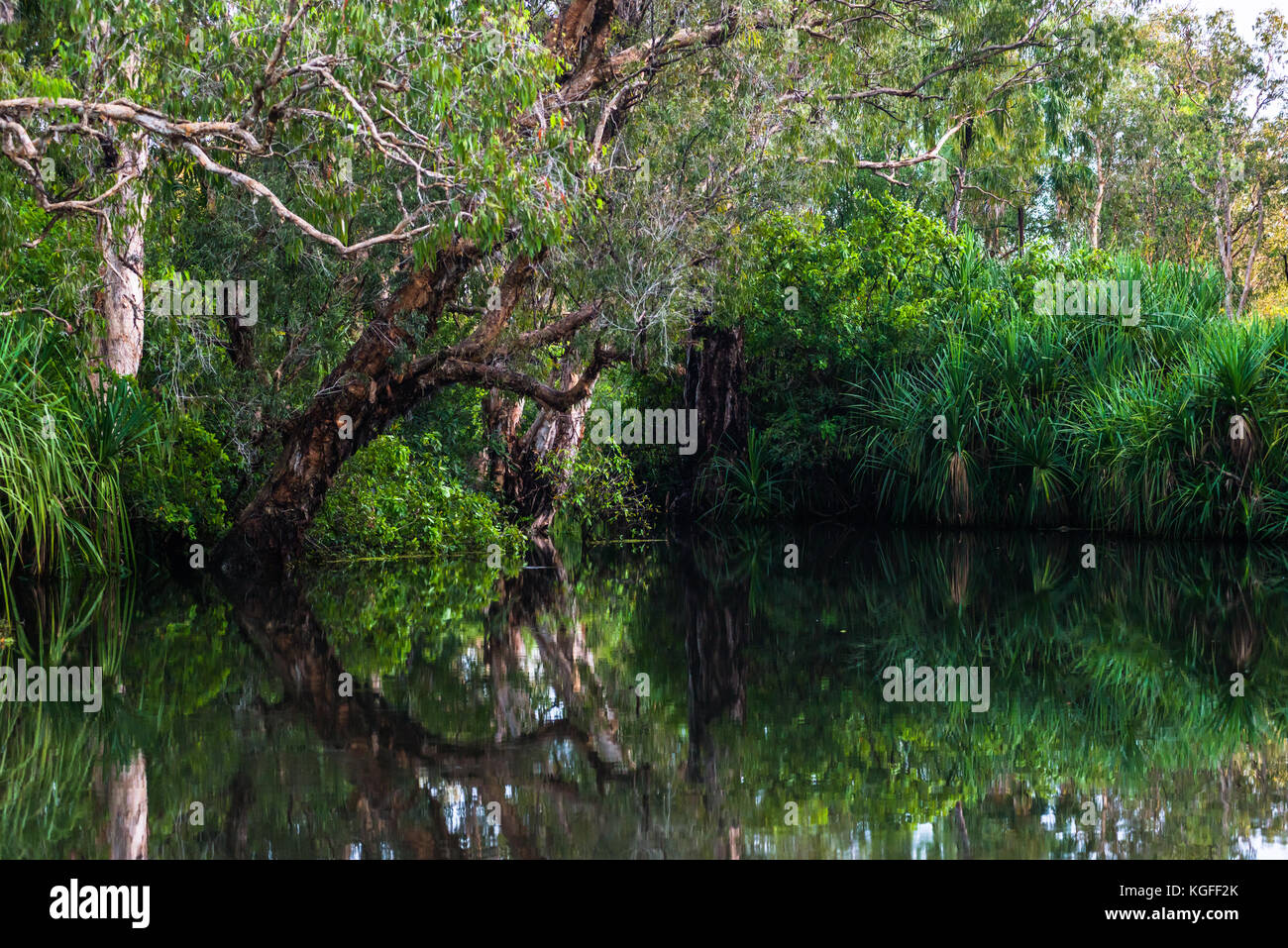 Zone umide inondate durante la stagione umida, il parco nazionale Kakadu, Territorio del Nord, l'Australia. Foto Stock