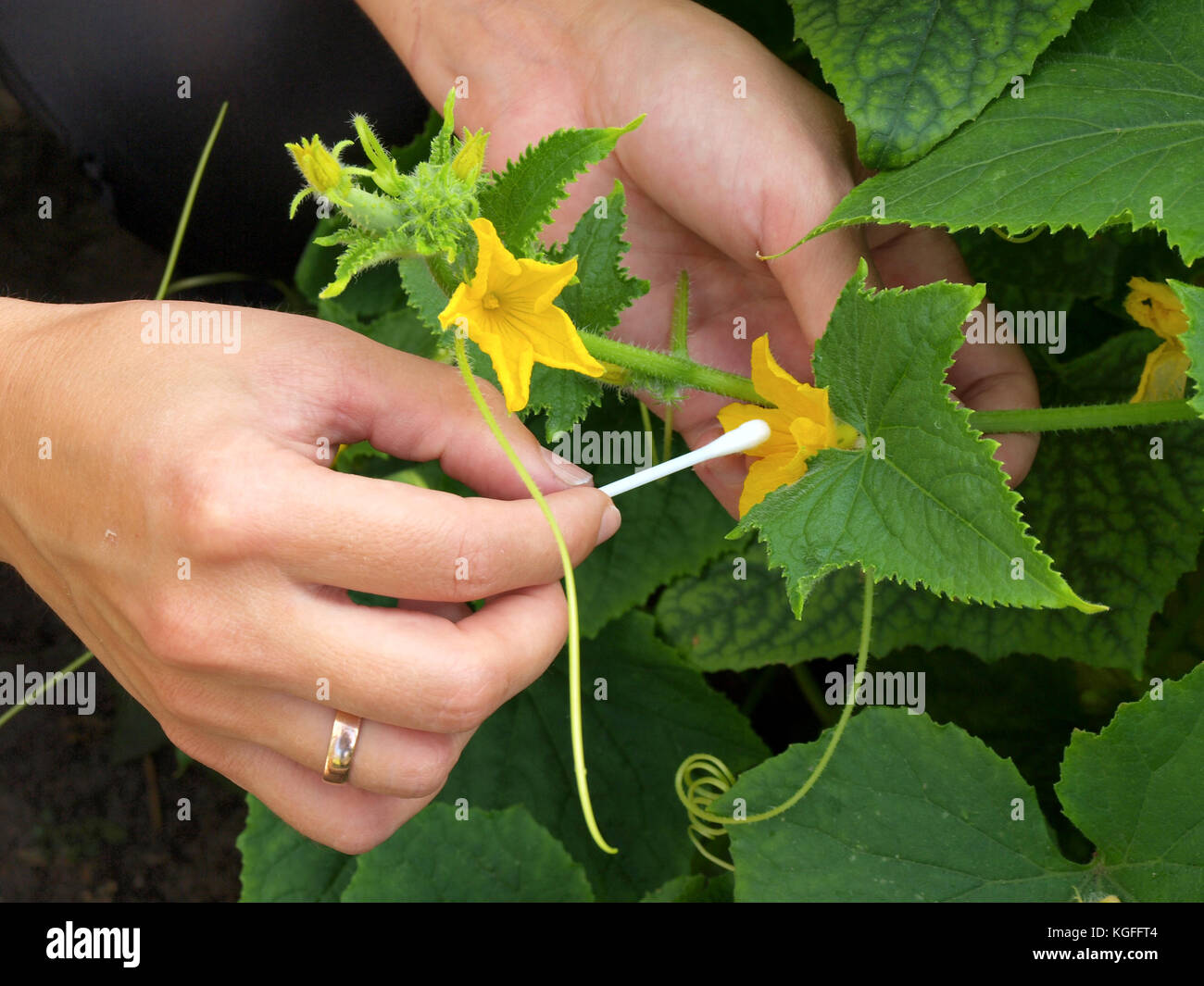 Le mani di impollinazione fiori di cetriolo da cotone bastone vicino. Foto Stock