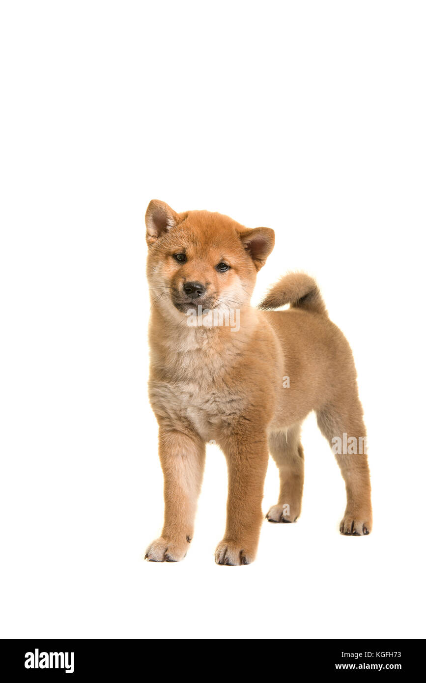 Shiba Inu cucciolo di cane in piedi guardando la telecamera isolata su uno sfondo bianco Foto Stock