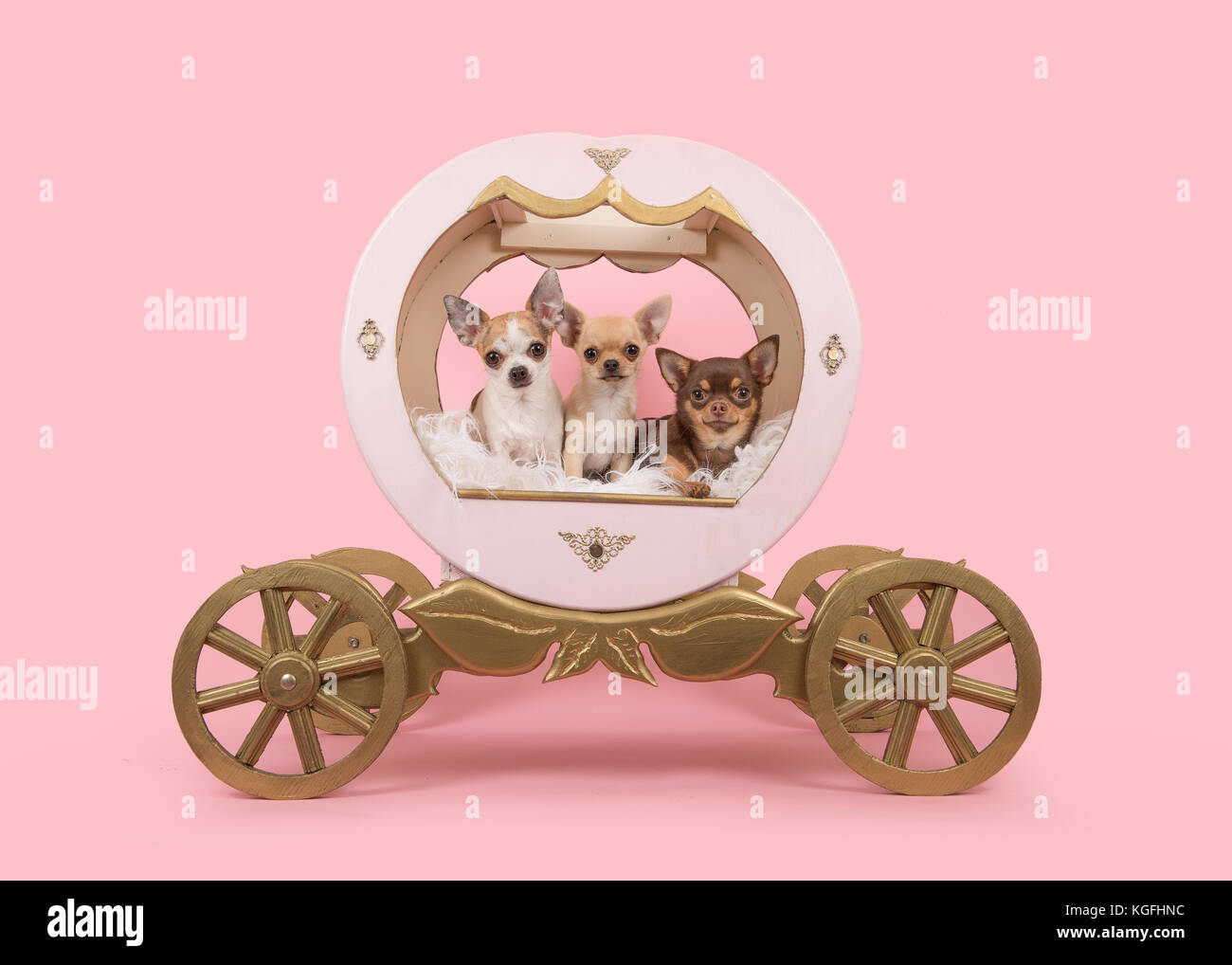 Tre cani chihuahua in un pullman di legno su un sfondo rosa Foto Stock
