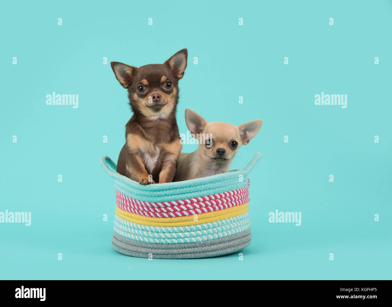 Due chihuahua cani in un cestino colorato su un turchese sfondo blu Foto Stock