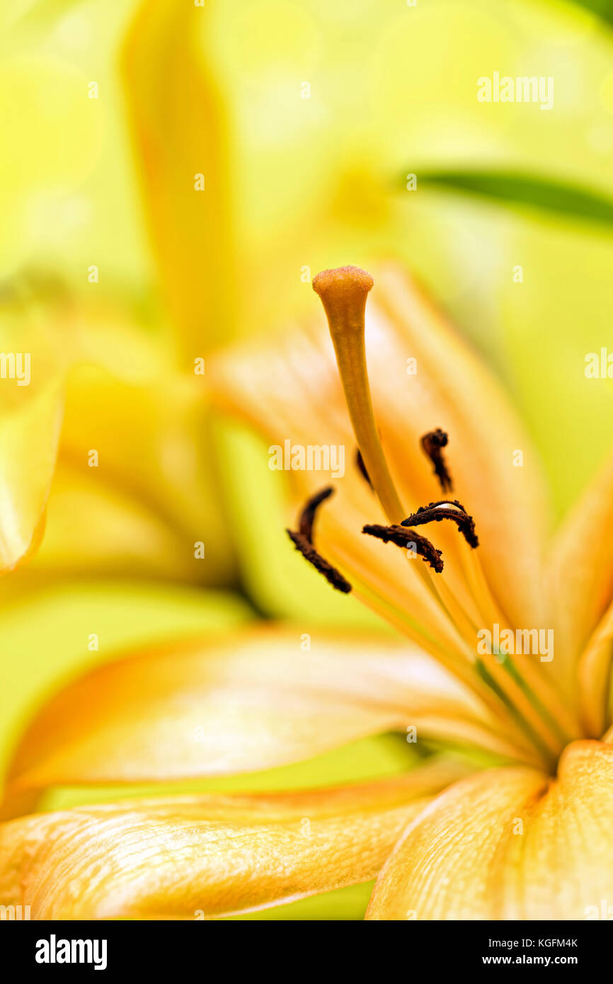 Chiusura del giglio giallo fiore Foto Stock